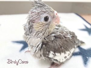 オカメインコ　ノーマル４